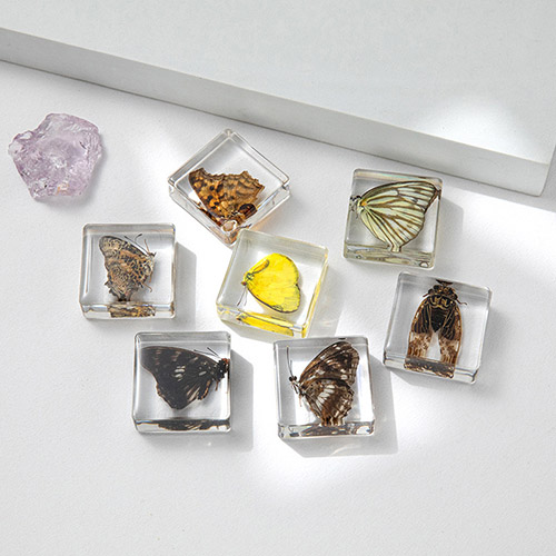 水晶工艺品跨境新款的创意家居办公用品-真实昆虫标本蝴蝶知了